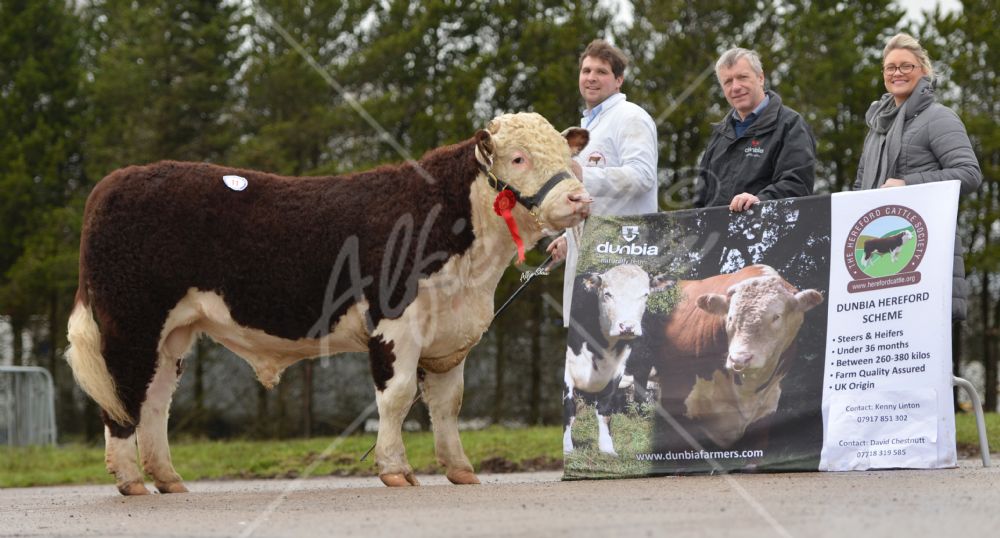 Hereford Calf Show Dungannon Nov 15  - lot 11